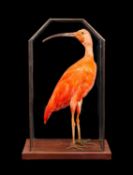 A TAXIDERMY SCARLET IBIS IN LEADED GLASS CASE (EUDOCIMUS RUBER)