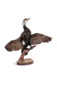 A TAXIDERMY CORMORANT (PHALACROCORACIDAE)