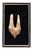 AN EXTINCT ‘BASILOSAURUS’ ANCIENT WHALE TOOTH, LATE EOCENE (40 MILLION YEARS OLD)