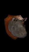 AN AUTHENTIC ROWLAND WARD TAXIDERMY RHINOCEROS HEAD, 1901