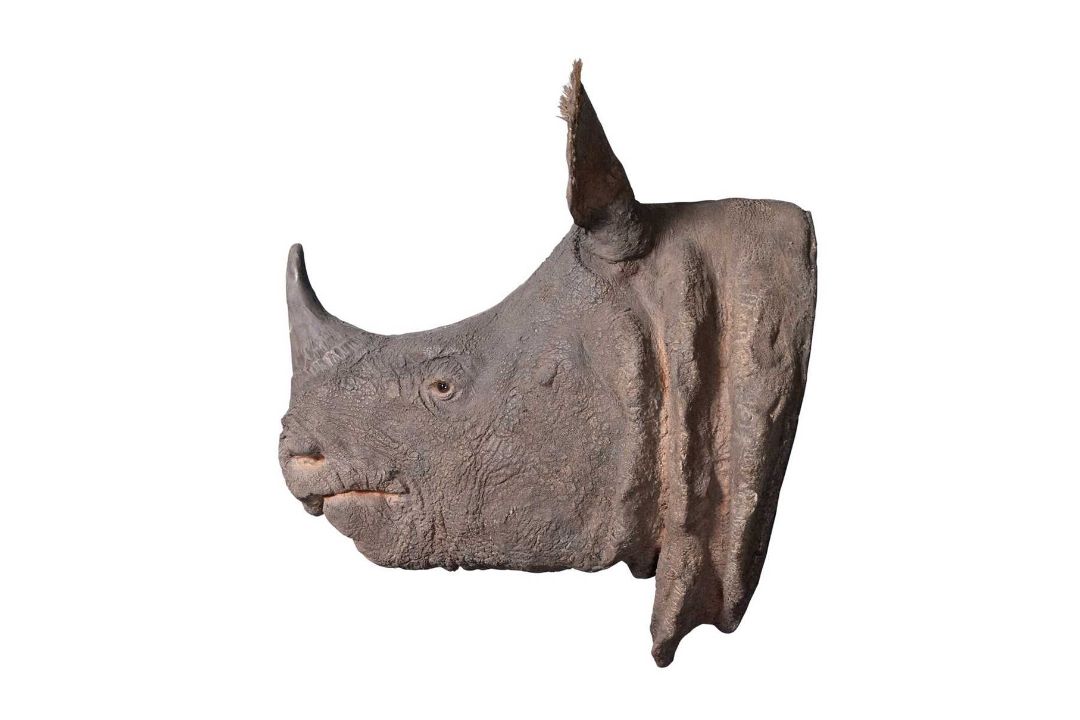 A PAINTED CAST OF A WHITE RHINOCEROS HALF HEAD BY SIMON 'THE STUFFA' WILSON
