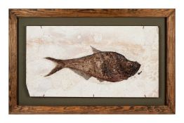 A LARGE WYOMING FOSSILISED FISH (47 MILLION YEARS OLD)