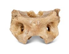 A FOSSILISED EXTINCT STEPPE BISON (BISON PRISCUS) ATLAS VERTEBRA BONE, PLEISTOCENE, 50,000 YEARS OLD