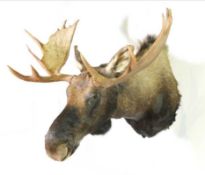 A VERY LARGE TAXIDERMY MOOSE SHOULDER MOUNT