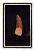 AN EXTINCT ‘CARCHARODONTOSAURUS’ DINOSAUR TOOTH, LATE CRETACEOUS (100 MILLION YEARS OLD)
