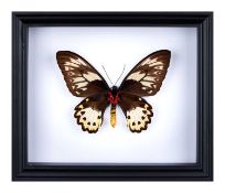 A FEMALE BIRDWING BUTTERFLY IN BLACK FRAME