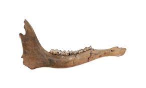THE FOSSILISED JAW BONE OF AN EXTINCT GIANT IRISH ELK (MEGALOCEROS GIGANTEUS)