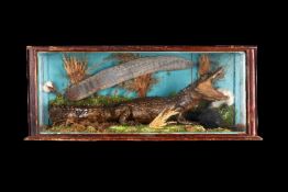 A VICTORIAN TAXIDERMY BABY CROCODILE IN DISPLAY CASE