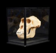 A MODEL OF A GORILLA SKULL