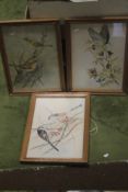 THREE FRAMED AND GLAZED PRINTS DEPICTING BIRDS