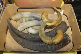 A COLLECTION OF ANIMAL HORNS TO INCLUDE RAMS HORNS