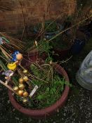 FIVE ASSORTED GLAZED GARDEN PLANTERS TO INC A TURQUOISE EXAMPLE (5)