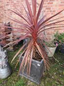 A MODERN LEAD STYLE ( RESIN /PLASTIC) PLANTER WITH TROPICAL PLANT