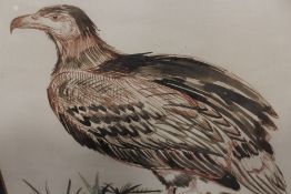 A COLLECTION OF ORNITHOLOGICAL PICTURES AND PRINTS TO INCLUDE A WATERCOLOUR OF AN OWL SIGNED C.