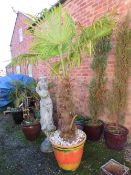 A PAINTED STONE GARDEN PLANTER WITH AN EXOTIC YUCCA? H 220 CM