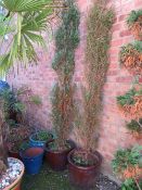 A PAIR OF GLAZED GARDEN PLANTERS WITH CONIFERS H 260 CM (2)