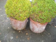A PAIR OF LARGE TERRCOTTA PLANTERS S/D