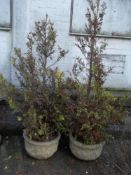 A PAIR OF LARGE CONCRETE GARDEN PLANTERS