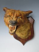 A MOUNTED FOX MASK BY PETER SPICER & SONS, Skelton Road End, January 15th 1905', L 34 cm