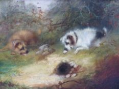 FRANK CASSELL (XIX). British school, terriers at a rabbit hole, signed lower middle to right, oil on