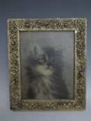 (XIX-XX). British school, study of a kitten, unsigned, oil on canvas, framed, 22 x 17 cm
