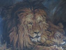 C. ROWE (XIX-XX). Study of a lion and lioness resting, signed lower left, oil on canvas, framed,
