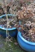 TWO PAIRS OF LARGE GLAZED GARDEN PLANTERS AND CONTENTS