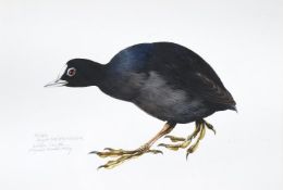 RAYMOND HARRIS CHING (NEW ZEALAND B. 1939), THE COOT, STUDY FOR BOOK OF BRITISH BIRDS