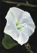 Heidi Lichterman, Hedge Bindweed, 2022
