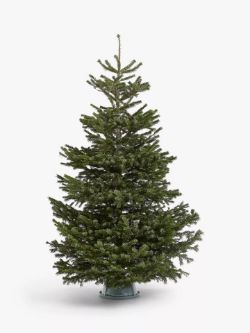 300 x Christmas trees - Nordmann Fir Trees - Quality Christmas trees