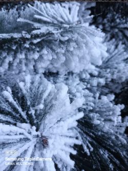 (L100) - 1 Pallet Containing Approx 6 Brand New artificial Xmas trees snow effect