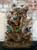 Taxidermy - An impressive Victorian exotic bird display of eighteen brightly coloured species, under