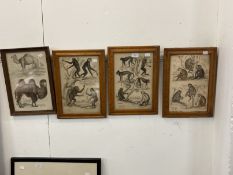 Three 19th century engravings of monkeys after Milne, in maple frames, two glazed and an engraving