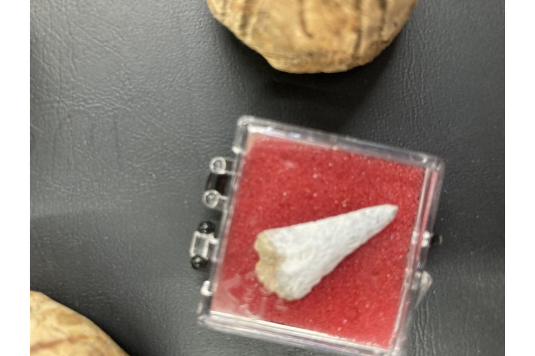 The Wexcombe Collection: Late Ordouician Echinoid fossils, sea urchins x 3, star fish and small - Image 3 of 3