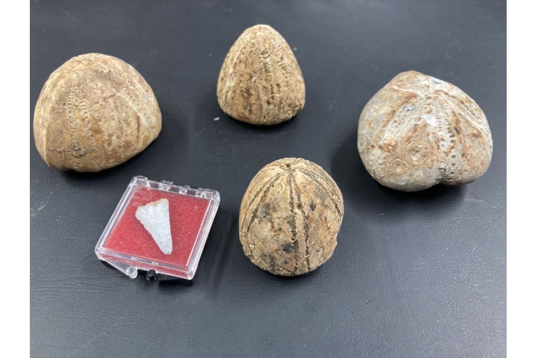 The Wexcombe Collection: Late Ordouician Echinoid fossils, sea urchins x 3, star fish and small - Image 2 of 3