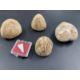 The Wexcombe Collection: Late Ordouician Echinoid fossils, sea urchins x 3, star fish and small - Image 2 of 3