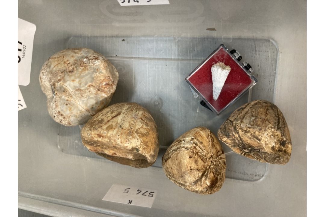 The Wexcombe Collection: Late Ordouician Echinoid fossils, sea urchins x 3, star fish and small - Image 1 of 3