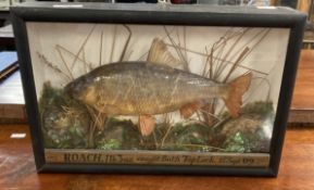 Taxidermy: A roach weighing 1lb. 3oz. Caught Bath Top Lock 15th September '09, mounted in a