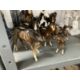 Pottery porcelain Beswick porcelain horses to include brown and white shire horse, black and white - Image 2 of 2
