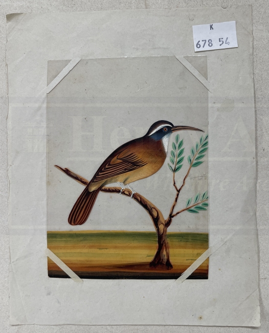Company School: 19th cent. Indian mica paintings of birds, two of exotic birds on branches and - Image 4 of 4