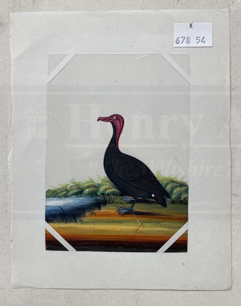 Company School: 19th cent. Indian mica paintings of birds, two of exotic birds on branches and - Image 2 of 4