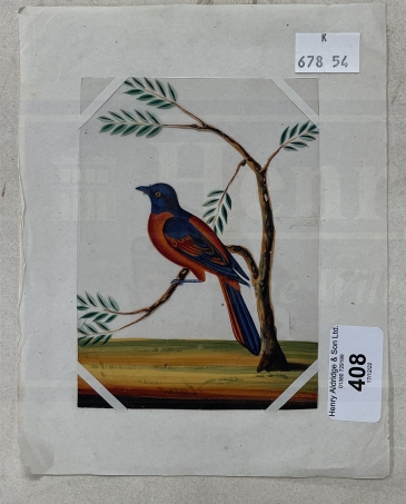 Company School: 19th cent. Indian mica paintings of birds, two of exotic birds on branches and - Image 3 of 4