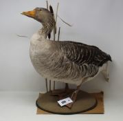 A Domestic Grey Goose Taxidermy (Damage noticed on tail of goose, viewing is recommended).