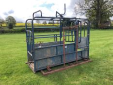 Cattle crush with weigh scale