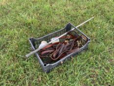 Quantity leather bull halters