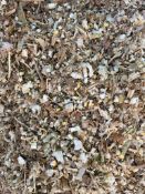 200T x 2022 Maize Silage in Clamp