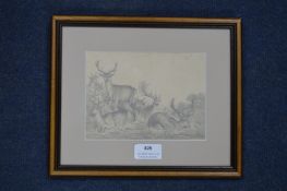 Pencil Sketch of Deer by Louisa Holt
