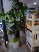 *Artificial Rubber Plant ~2m high