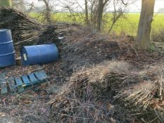 *Large Quantity of Birch Sticks and Branches