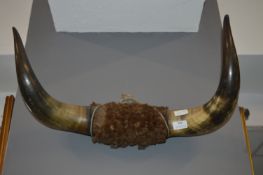 Mounted Buffalo Horn